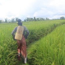 Can Kats basket in nature