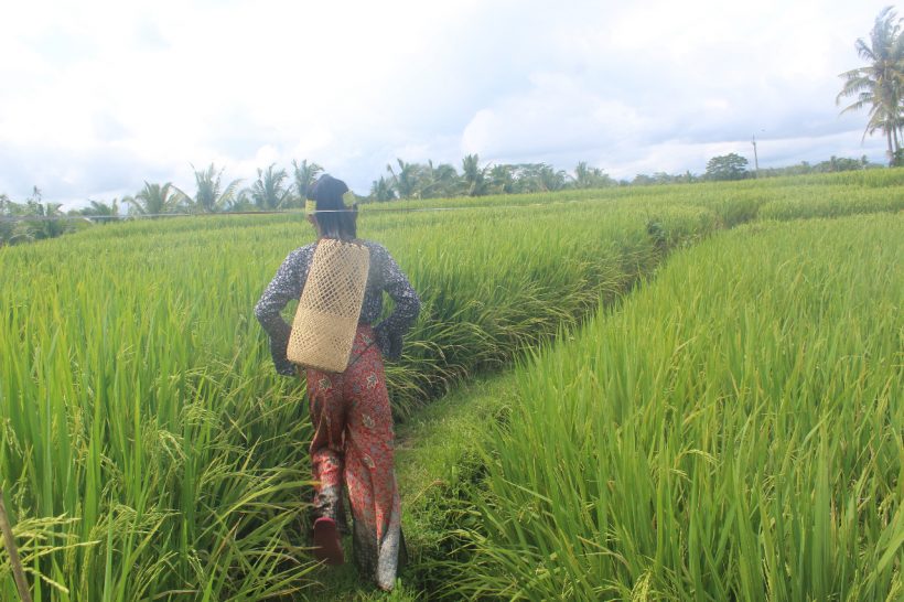 Can Kats basket in nature